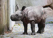 Panzernashornbaby (©Foto. Ingrid Grossmann)